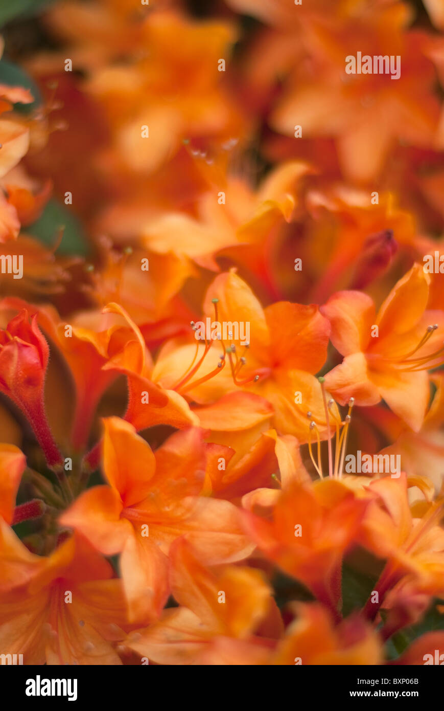 Gros plan d'Azelea fleurs dans le jardin de la colline, Hampstead, Londres Banque D'Images