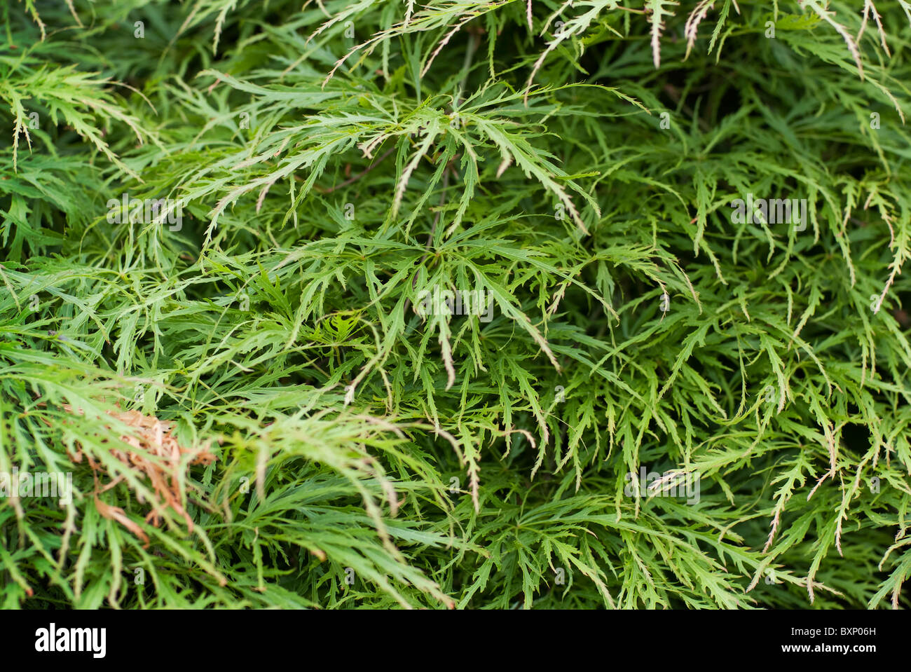 Close up photographie de l. Acer palmatum dissectum maple plant arbuste de Golders Hill Park Londres Banque D'Images