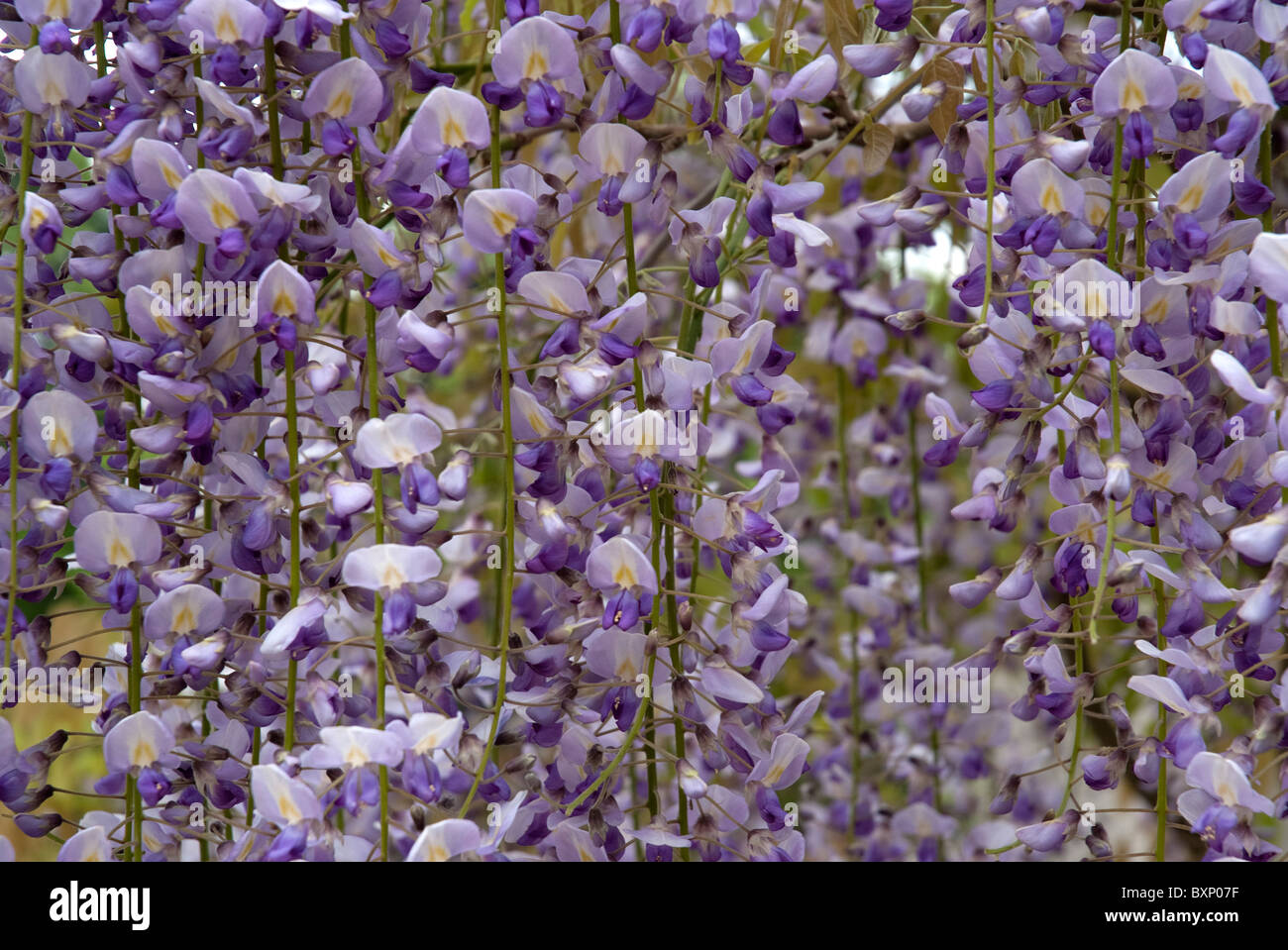 Close up photographie de l'usine de glycine prises avec une faible profondeur de champ Banque D'Images