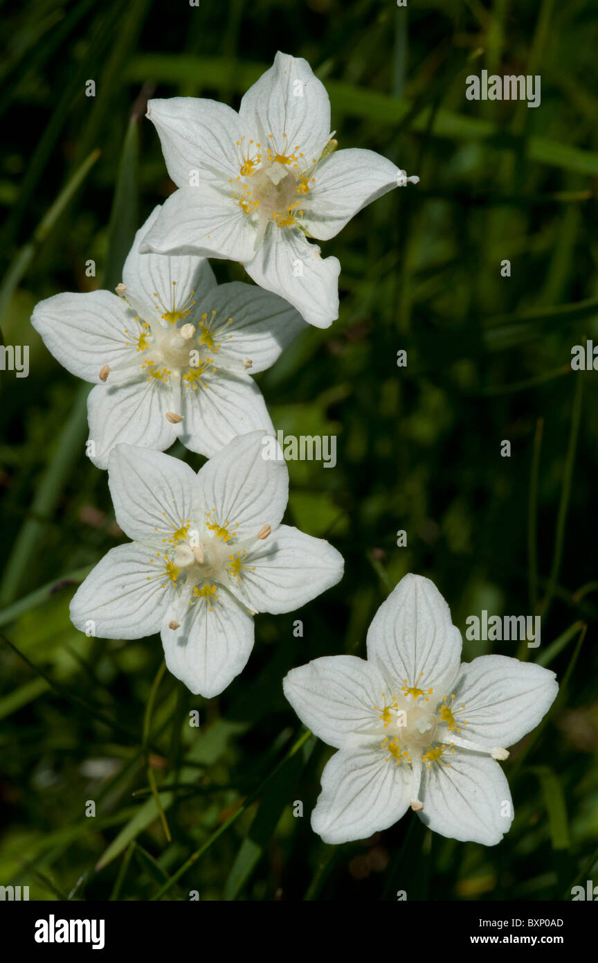 L'herbe de Parnassus (Parnassia palustris) Banque D'Images