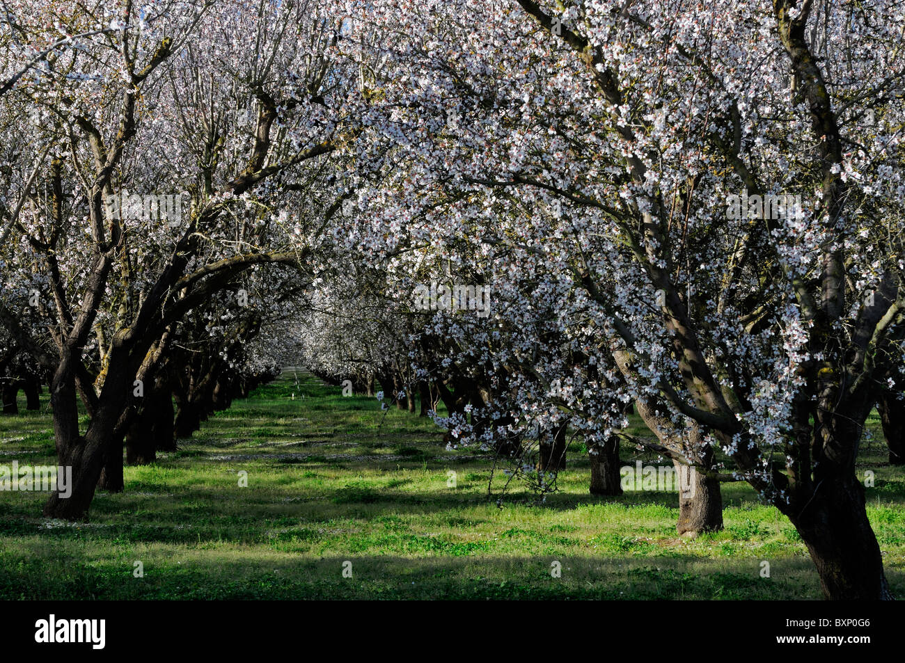 La vallée centrale de Californie, vergers d'amandiers Lathrop début du printemps fleur arbre fleur commerce opération commerciale Banque D'Images