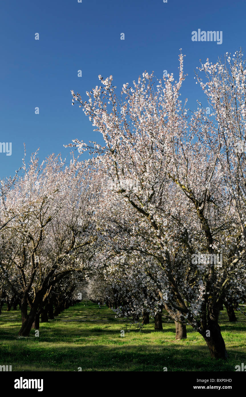 La vallée centrale de Californie, vergers d'amandiers Lathrop début du printemps fleur arbre fleur commerce opération commerciale Banque D'Images