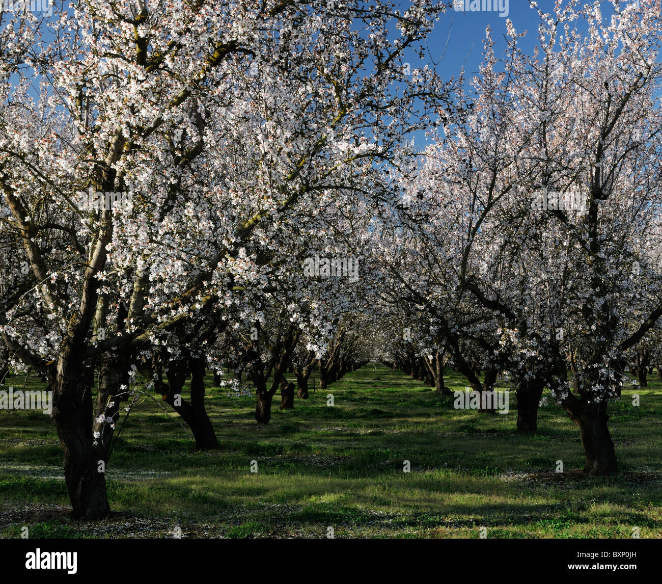 La vallée centrale de Californie, vergers d'amandiers Lathrop début du printemps fleur arbre fleur commerce opération commerciale Banque D'Images
