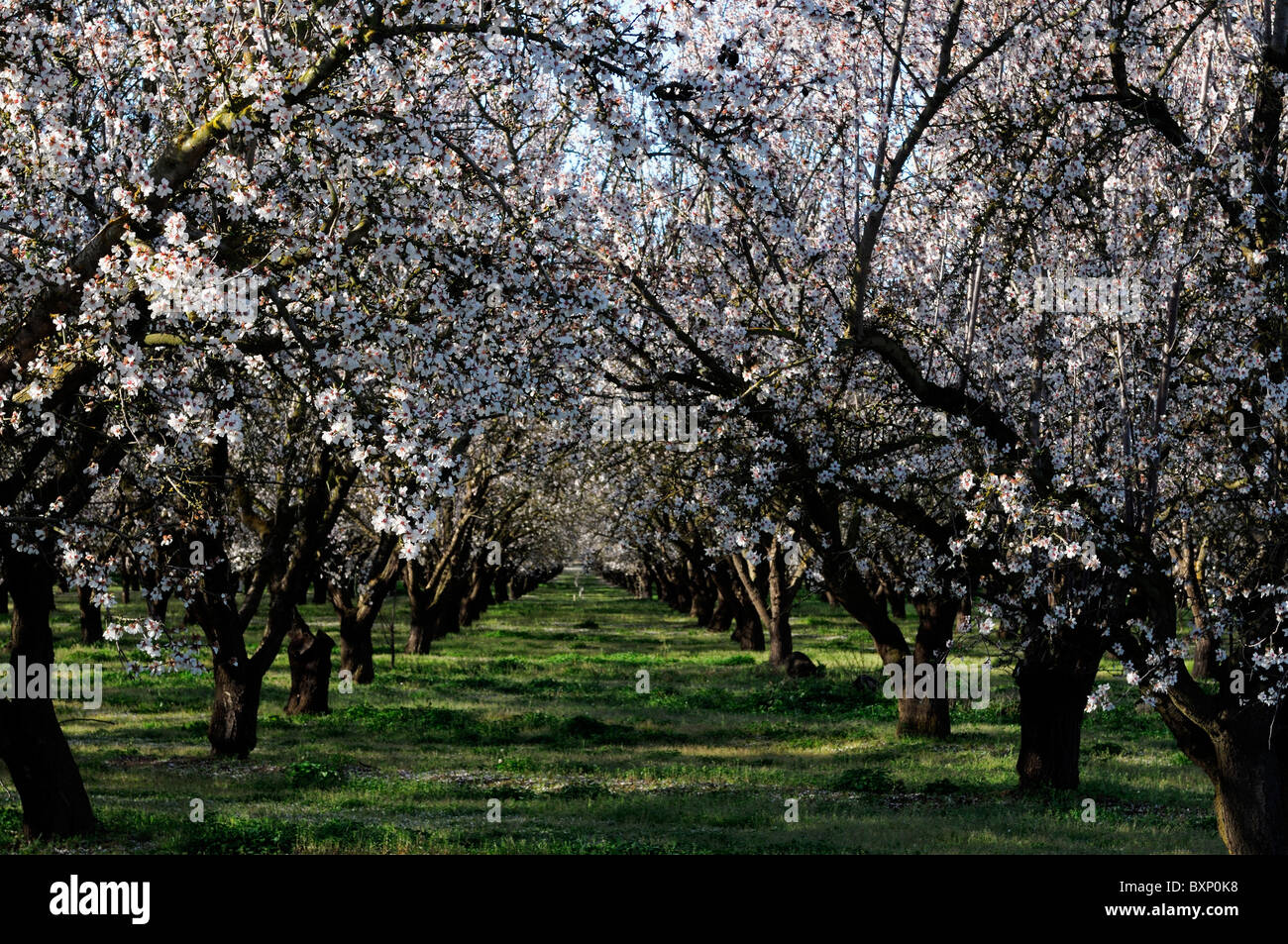 La vallée centrale de Californie, vergers d'amandiers Lathrop début du printemps fleur arbre fleur commerce opération commerciale Banque D'Images