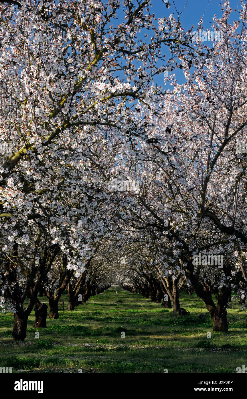 La vallée centrale de Californie, vergers d'amandiers Lathrop début du printemps fleur arbre fleur commerce opération commerciale Banque D'Images
