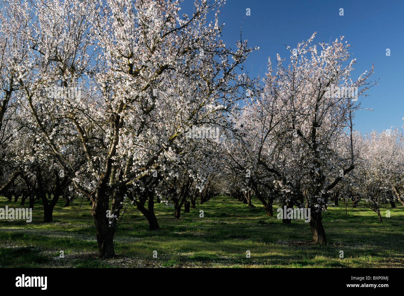 La vallée centrale de Californie, vergers d'amandiers Lathrop début du printemps fleur arbre fleur commerce opération commerciale Banque D'Images