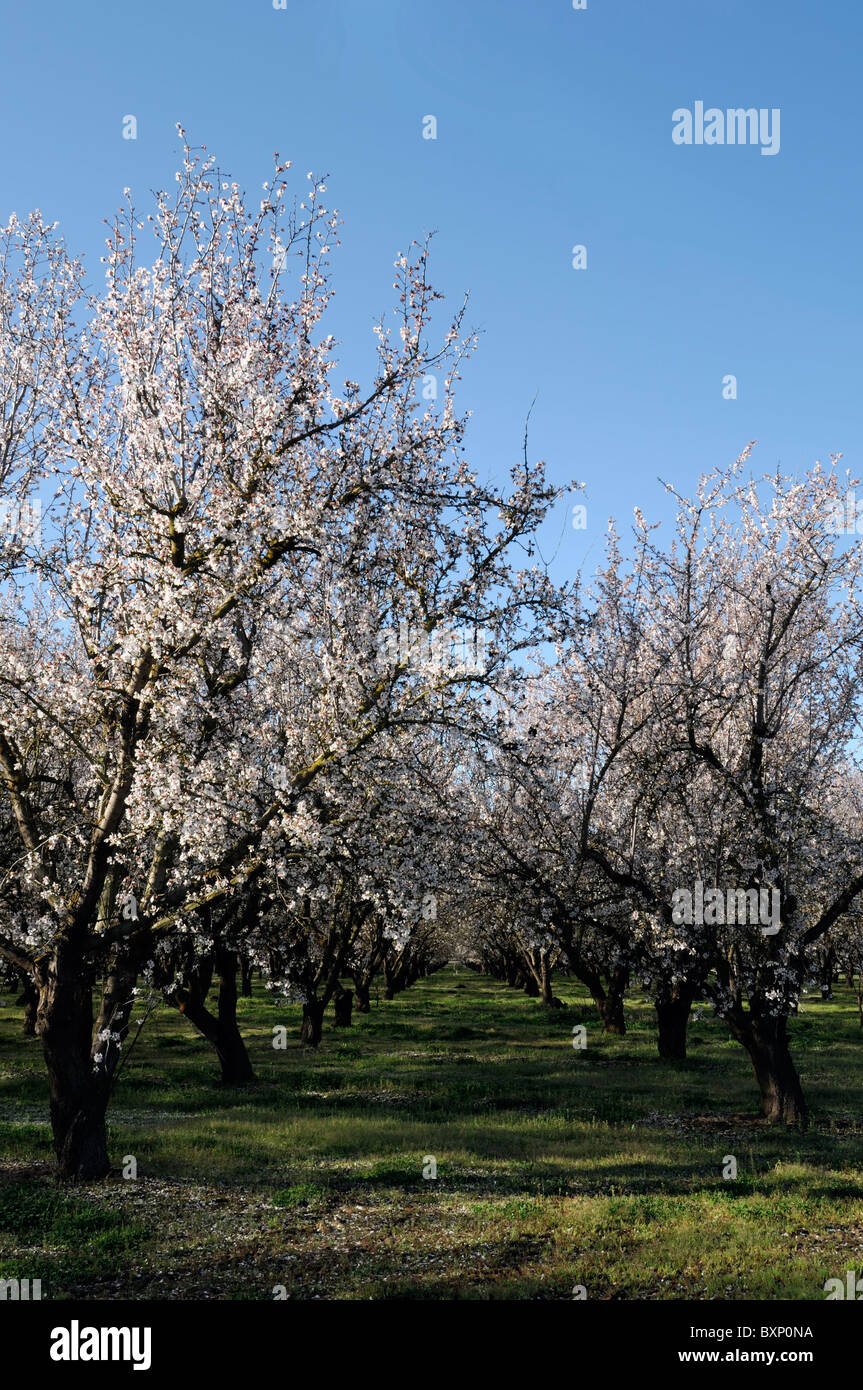 La vallée centrale de Californie, vergers d'amandiers Lathrop début du printemps fleur arbre fleur commerce opération commerciale Banque D'Images