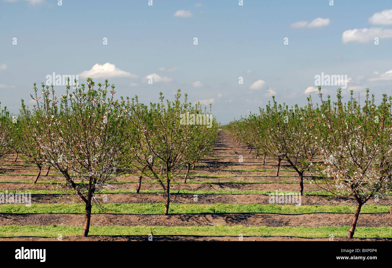 La vallée centrale de Californie vergers de pêchers Lathrop début du printemps fleur arbre fleur commerce opération commerciale Banque D'Images