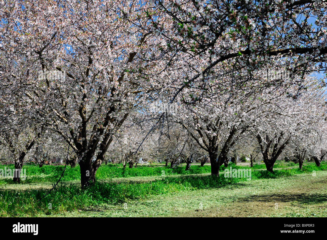 La vallée centrale de Californie, vergers d'amandiers Lathrop début du printemps fleur arbre fleur commerce opération commerciale Banque D'Images
