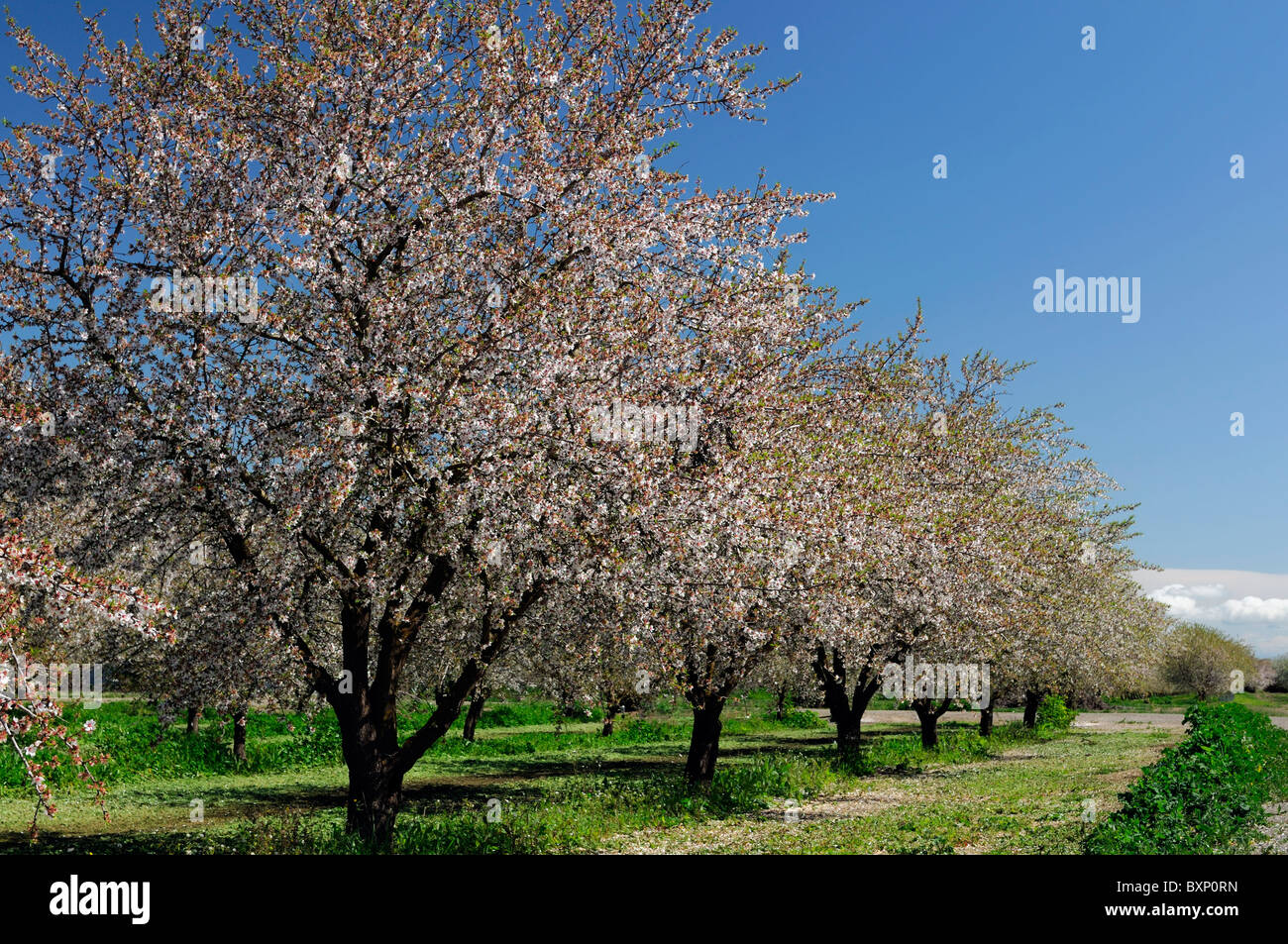 La vallée centrale de Californie, vergers d'amandiers Lathrop début du printemps fleur arbre fleur commerce opération commerciale Banque D'Images