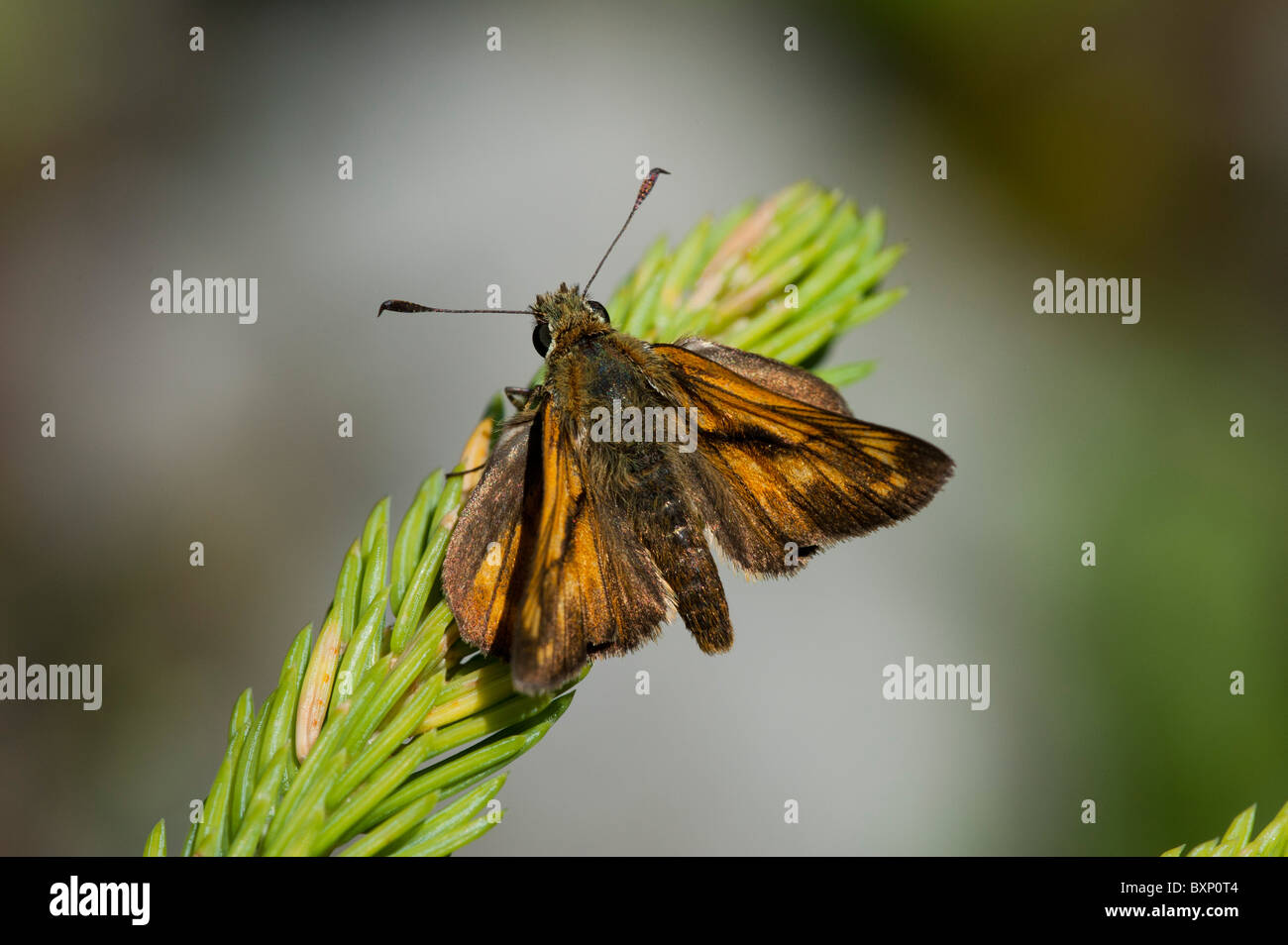 Grand Skipper butterfly (Ochlodes sylvanus) Banque D'Images