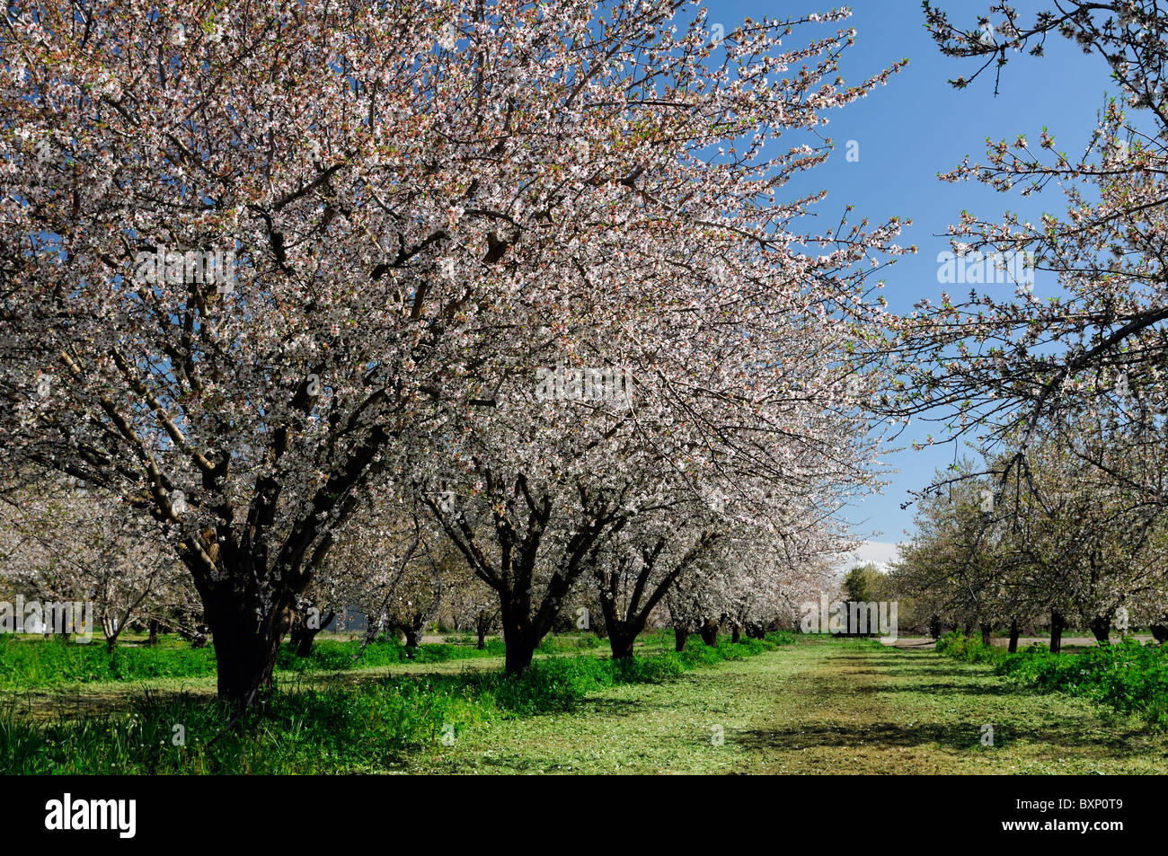 La vallée centrale de Californie, vergers d'amandiers Lathrop début du printemps fleur arbre fleur commerce opération commerciale Banque D'Images