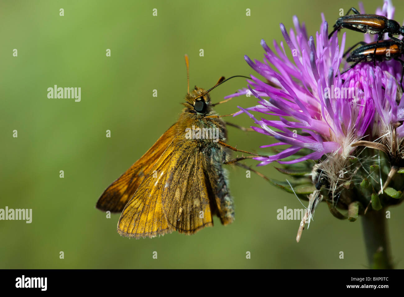 Grand Skipper butterfly (Ochlodes sylvanus) Banque D'Images