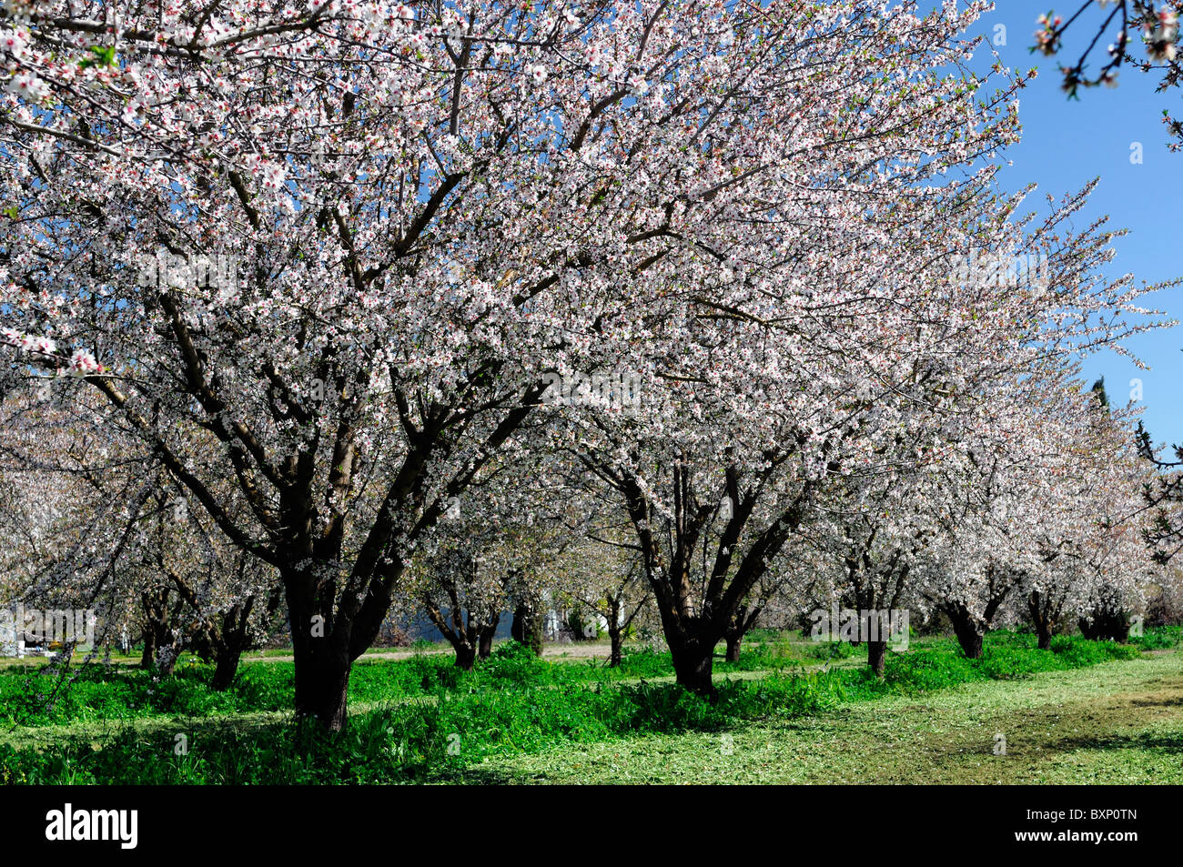 La vallée centrale de Californie, vergers d'amandiers Lathrop début du printemps fleur arbre fleur commerce opération commerciale Banque D'Images