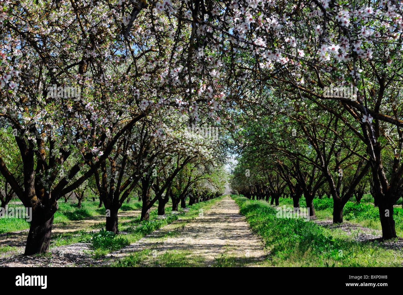 La vallée centrale de Californie, vergers d'amandiers Lathrop début du printemps fleur arbre fleur commerce opération commerciale Banque D'Images