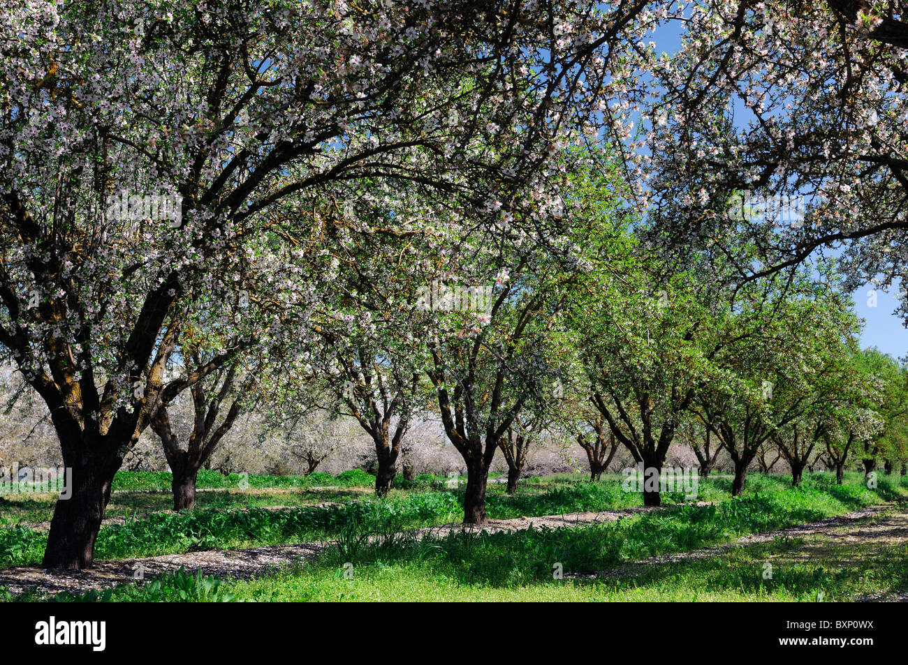 La vallée centrale de Californie, vergers d'amandiers Lathrop début du printemps fleur arbre fleur commerce opération commerciale Banque D'Images