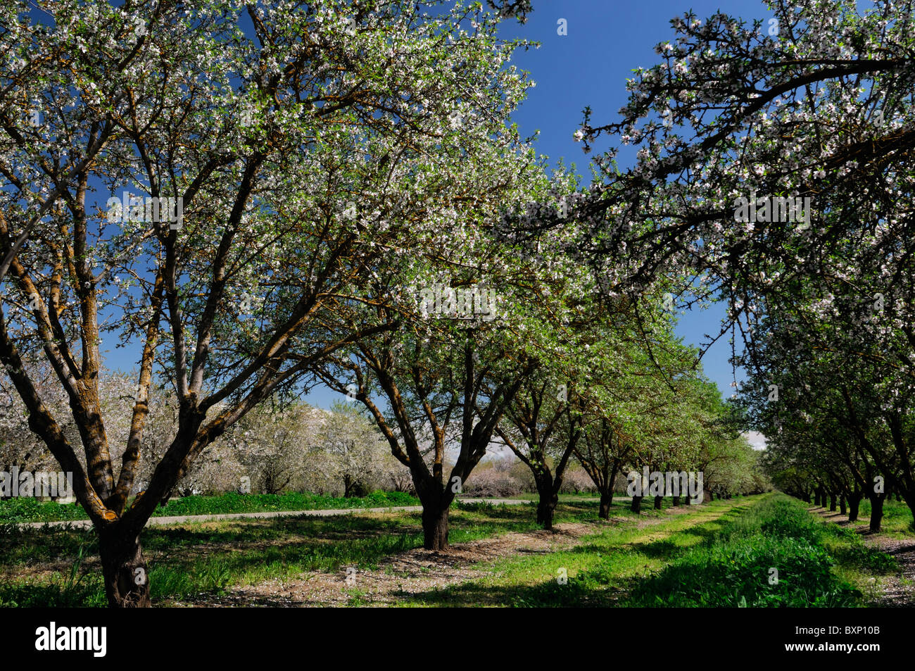 La vallée centrale de Californie, vergers d'amandiers Lathrop début du printemps fleur arbre fleur commerce opération commerciale Banque D'Images