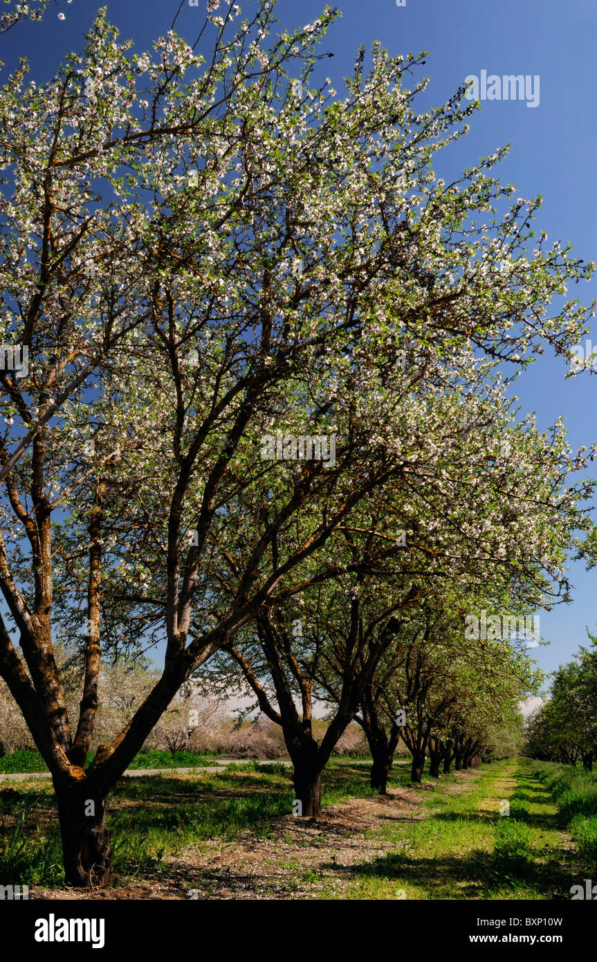 La vallée centrale de Californie, vergers d'amandiers Lathrop début du printemps fleur arbre fleur commerce opération commerciale Banque D'Images
