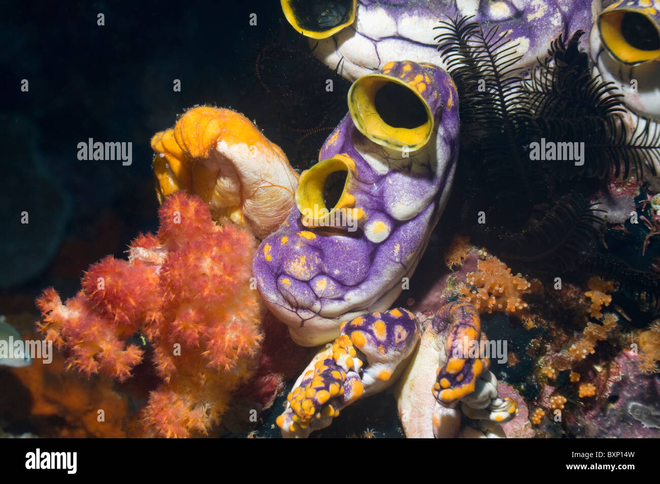 Plissée ou sea squirt (Polycarpa aurata). Misool, Raja Empat, Papouasie occidentale, en Indonésie. Banque D'Images