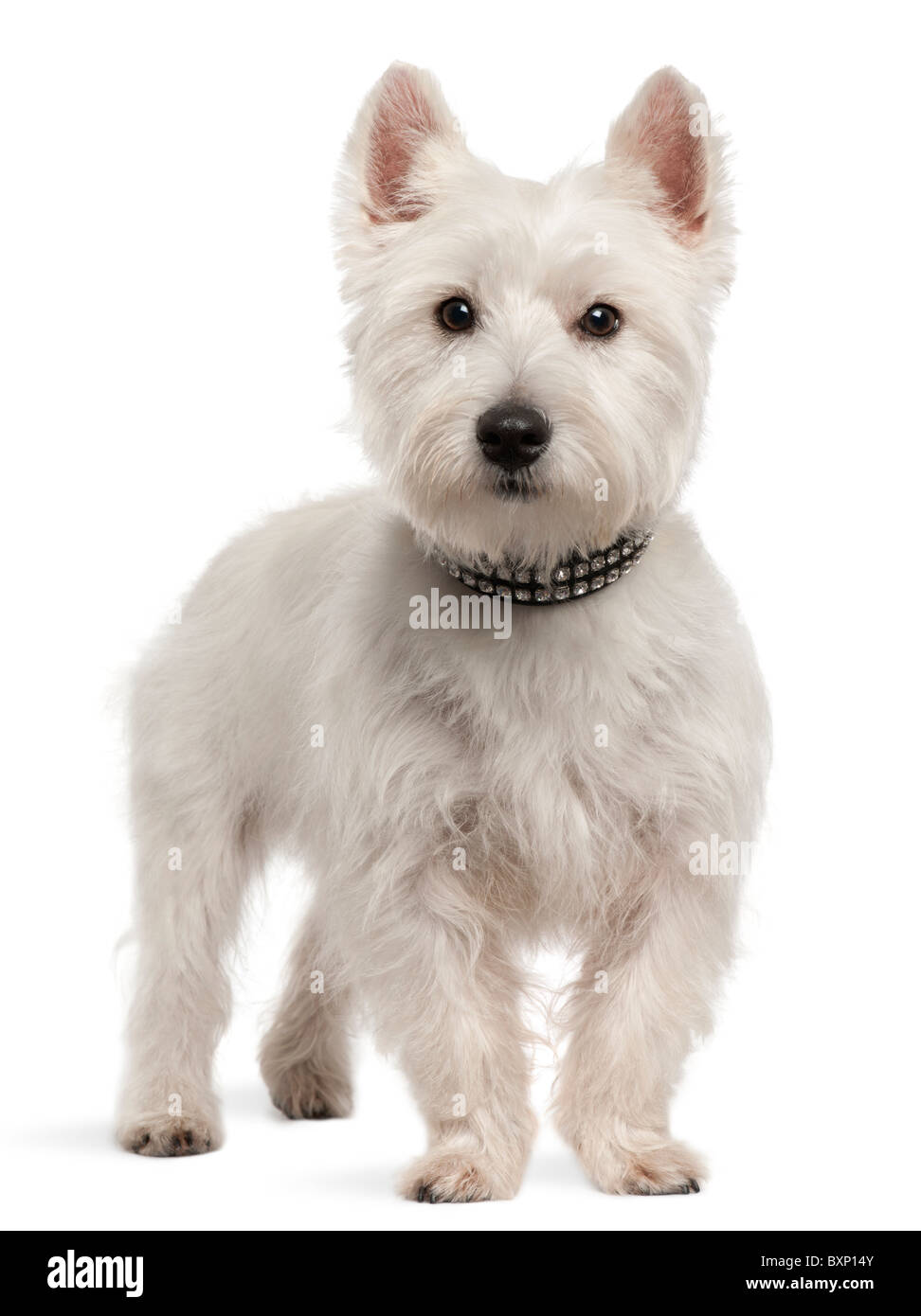 West Highland White Terrier chien, 8 mois in front of white background Banque D'Images