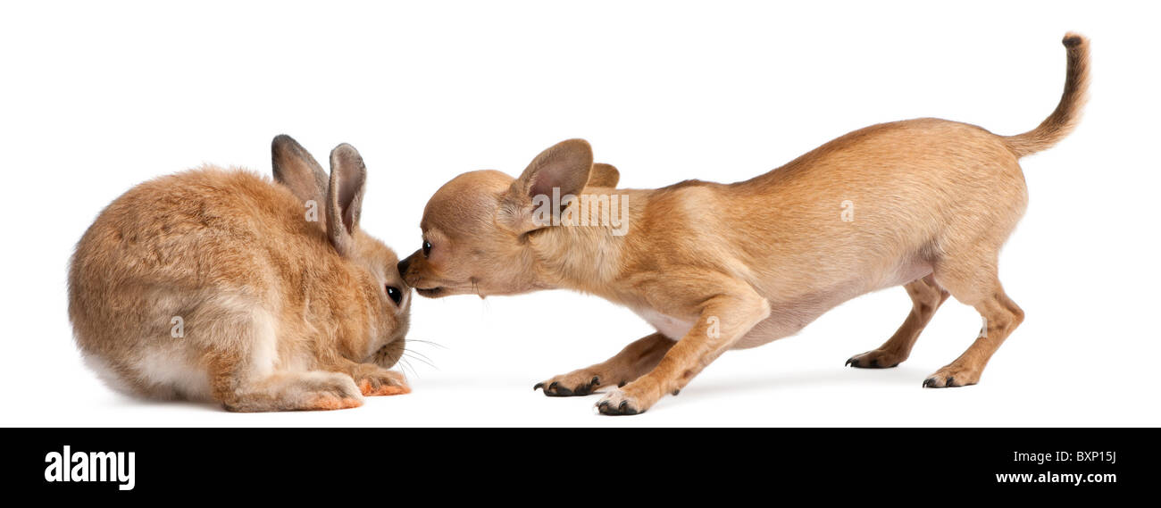 Chihuahua en interaction avec un rabbit in front of white background Banque D'Images