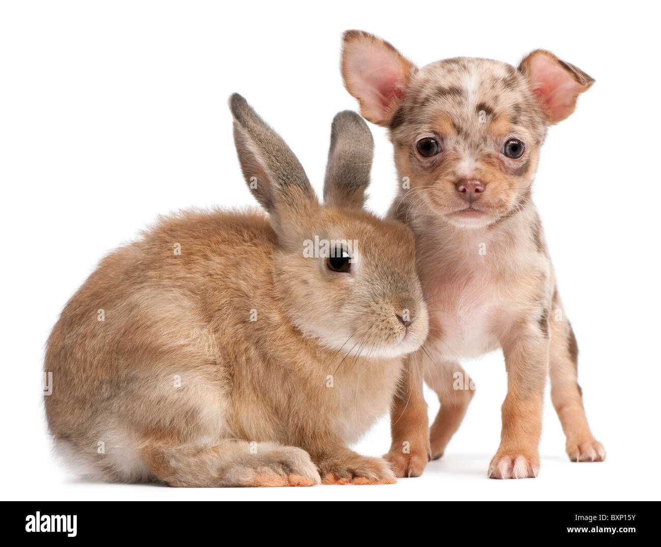 Chihuahua Puppy interacting with a rabbit in front of white background Banque D'Images