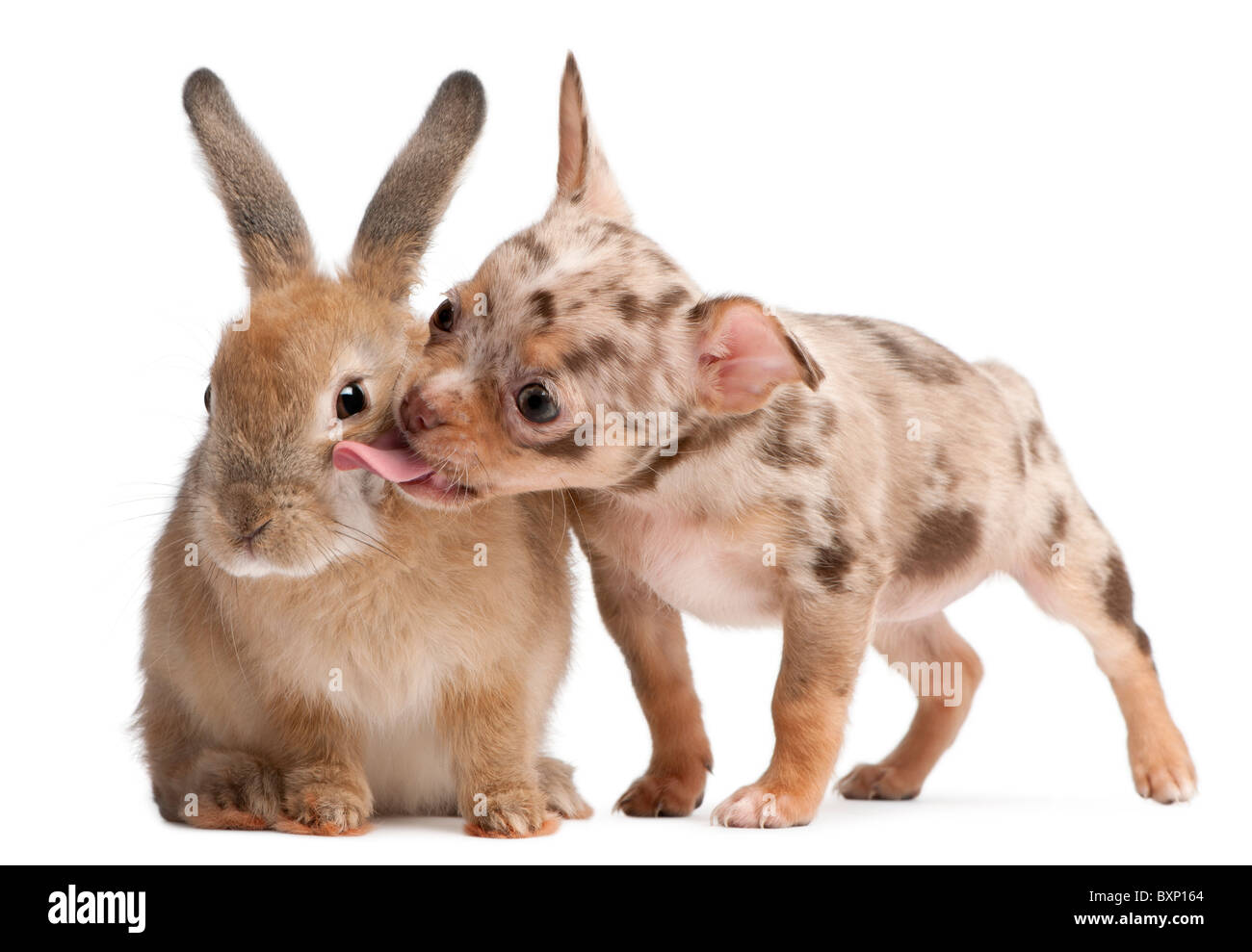 Chihuahua chiot léchant un rabbit in front of white background Banque D'Images