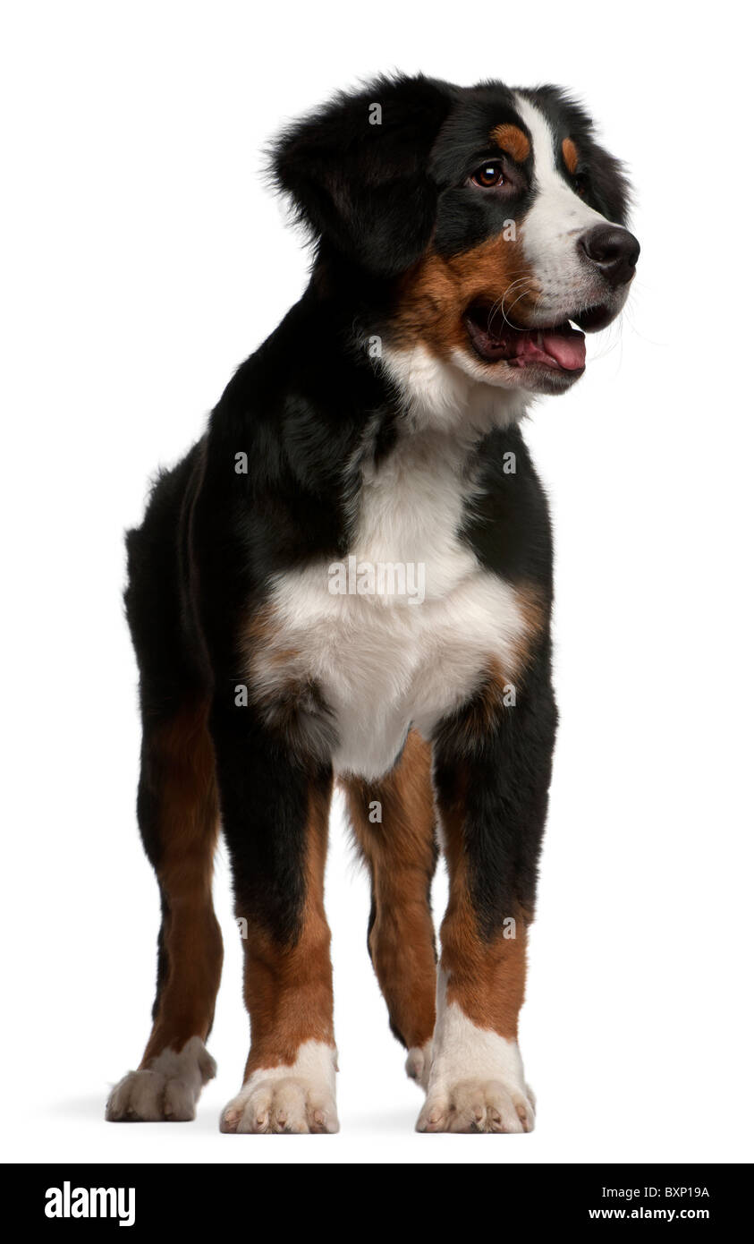 Chiot, âgé de 4 mois, in front of white background Banque D'Images