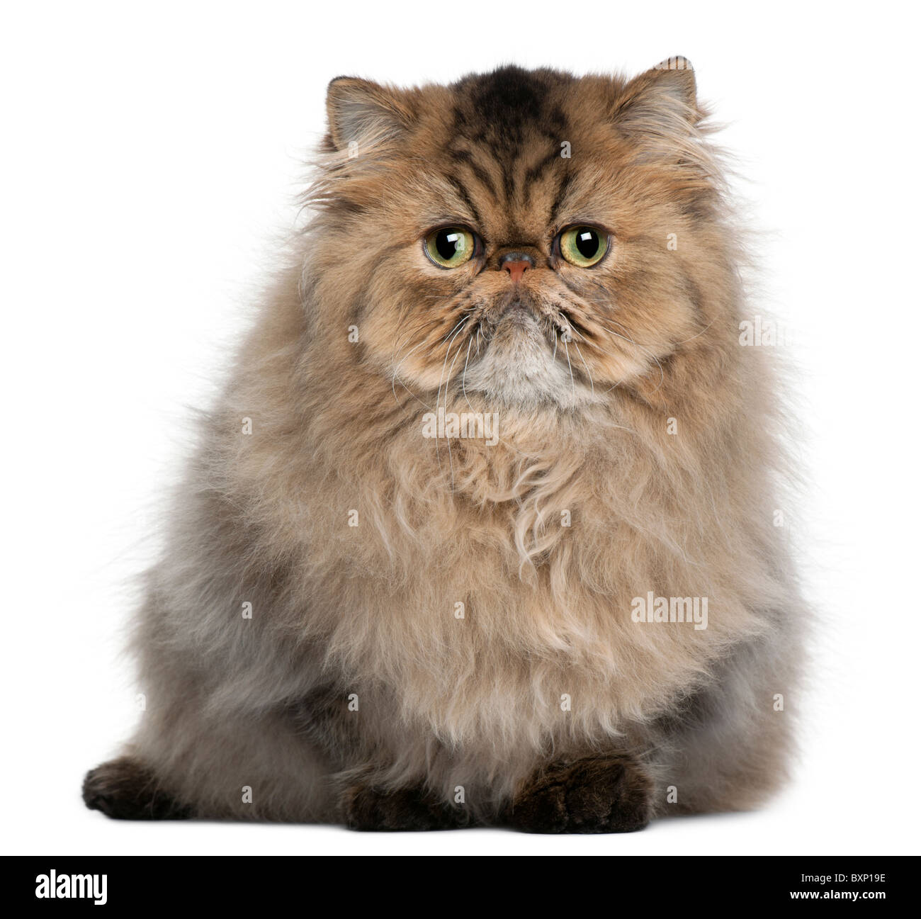 Chaton Persan 8 Mois In Front Of White Background Photo Stock Alamy Chaton Persan 8 Mois In Front Of White Background Photo Stock Alamy