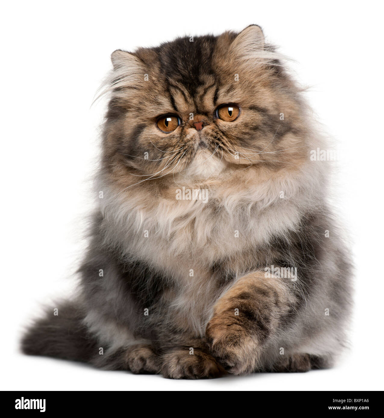 Chaton Persan Age De 4 Mois In Front Of White Background Photo Stock Alamy Chaton Persan Age De 4 Mois In Front Of White Background Photo Stock Alamy