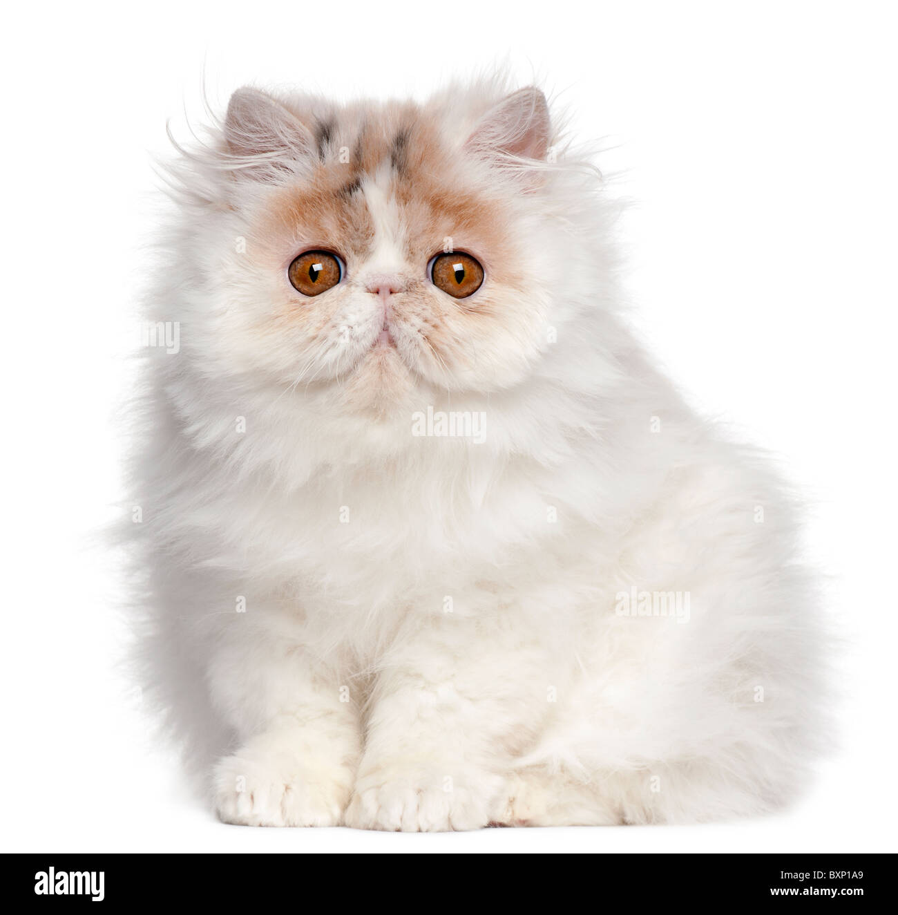 Chaton Persan 3 Mois In Front Of White Background Photo Stock Alamy Chaton Persan 3 Mois In Front Of White Background Photo Stock Alamy
