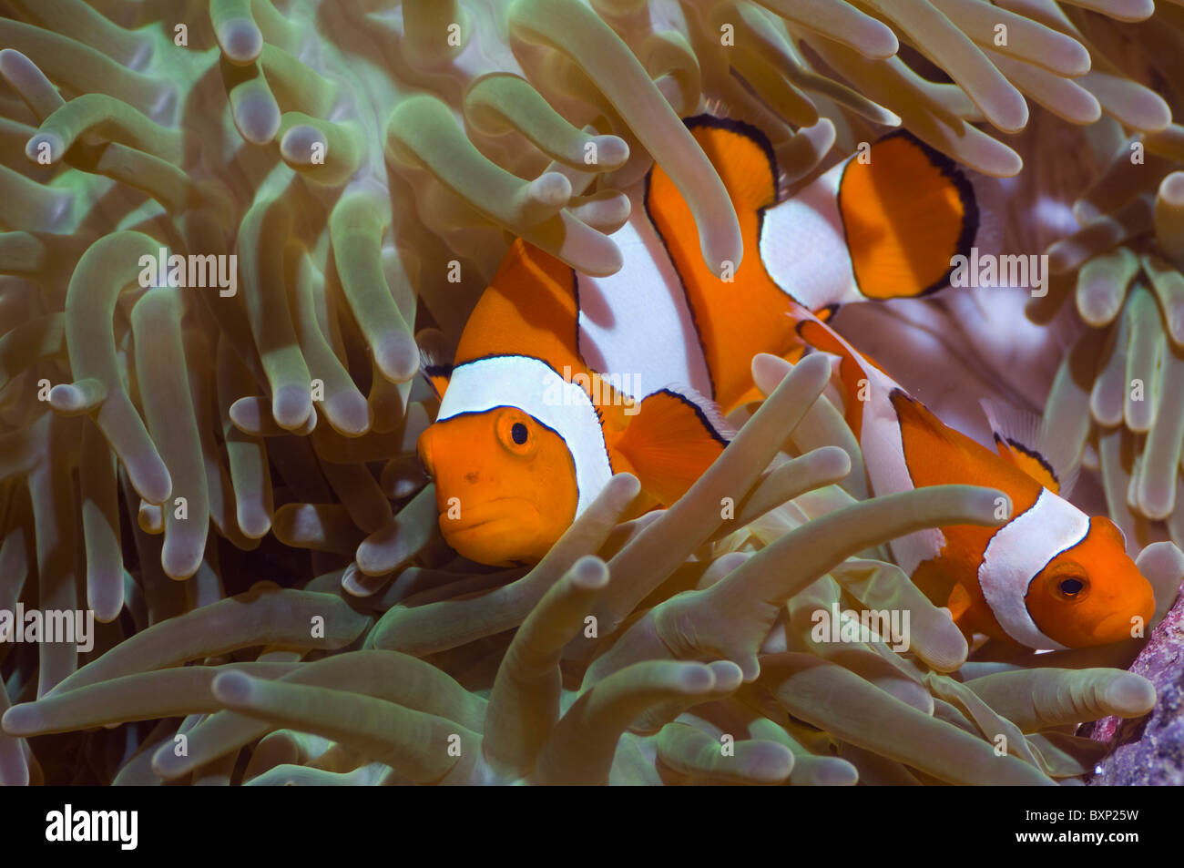False clown poisson clown (Amphiprion ocellaris) dans l'hôte anemone. Misool, Raja Empat, Papouasie occidentale, en Indonésie. Banque D'Images
