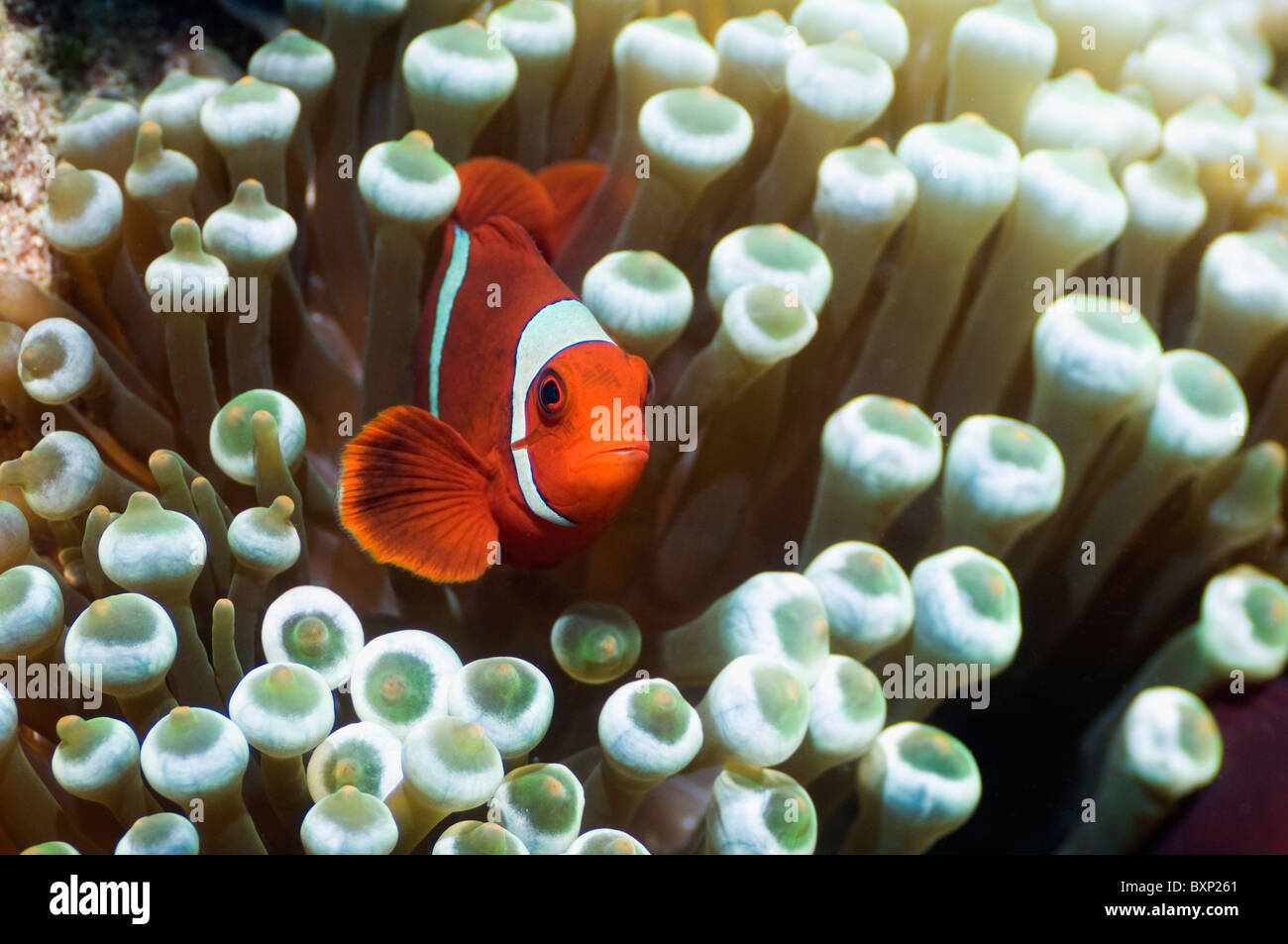 Spinecheek (Premnas biaculeatus poisson clown) exclusivement avec l'anémone Entacmaea Bubble tip (quadricolor). Banque D'Images