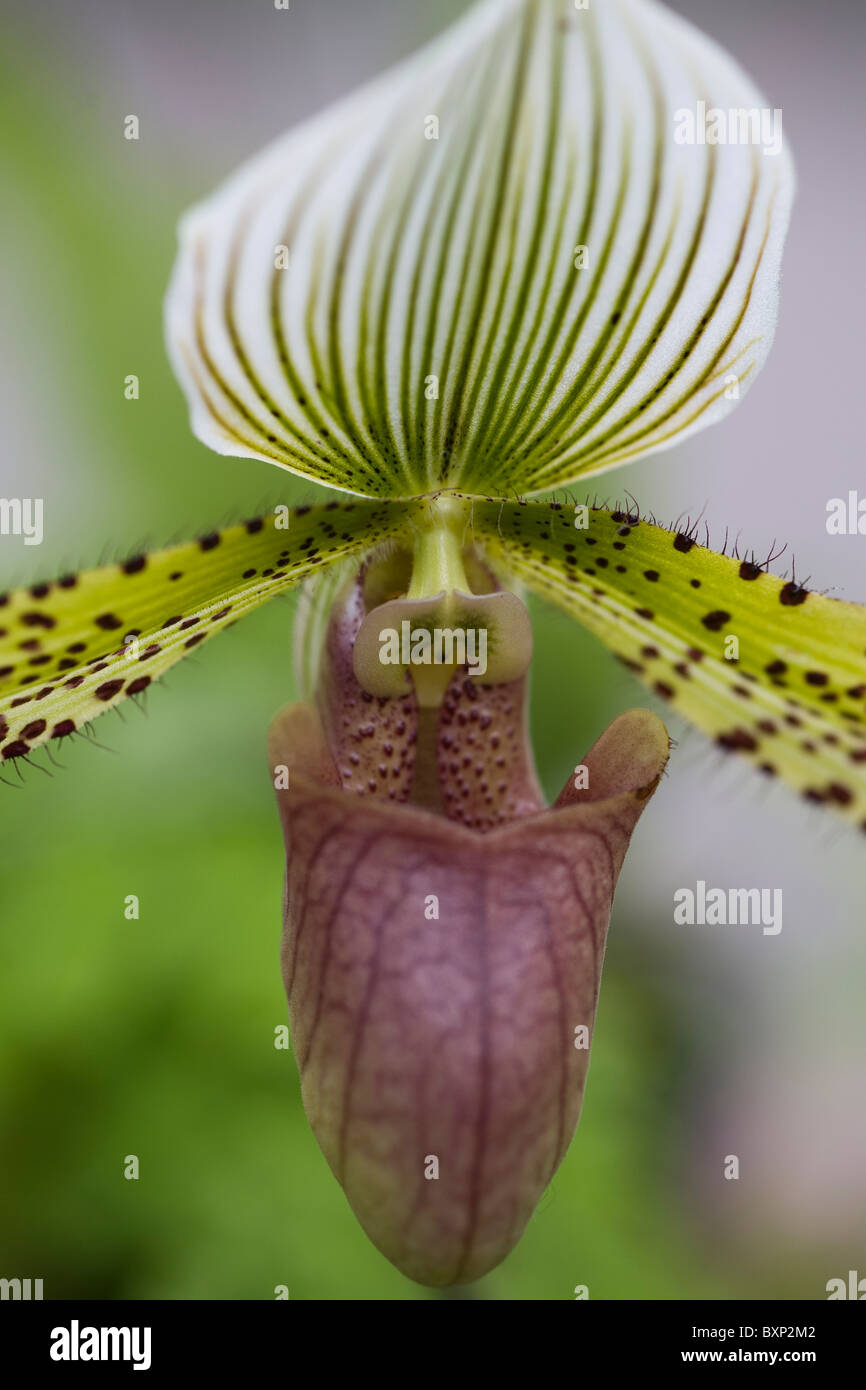 Paphiopedilum Supersuk Banque D'Images