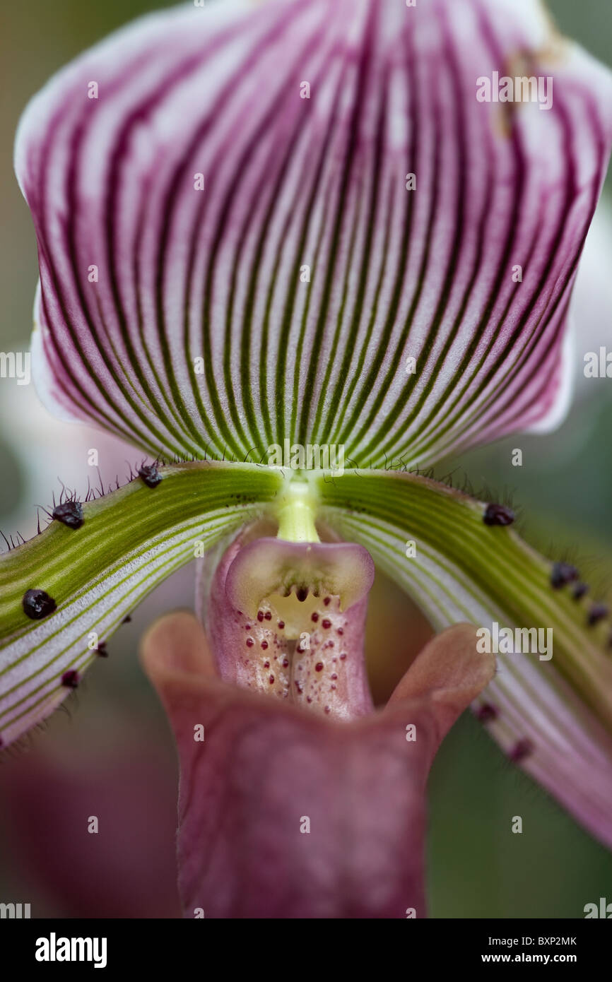 Paphiopedilum Black Jack Banque D'Images