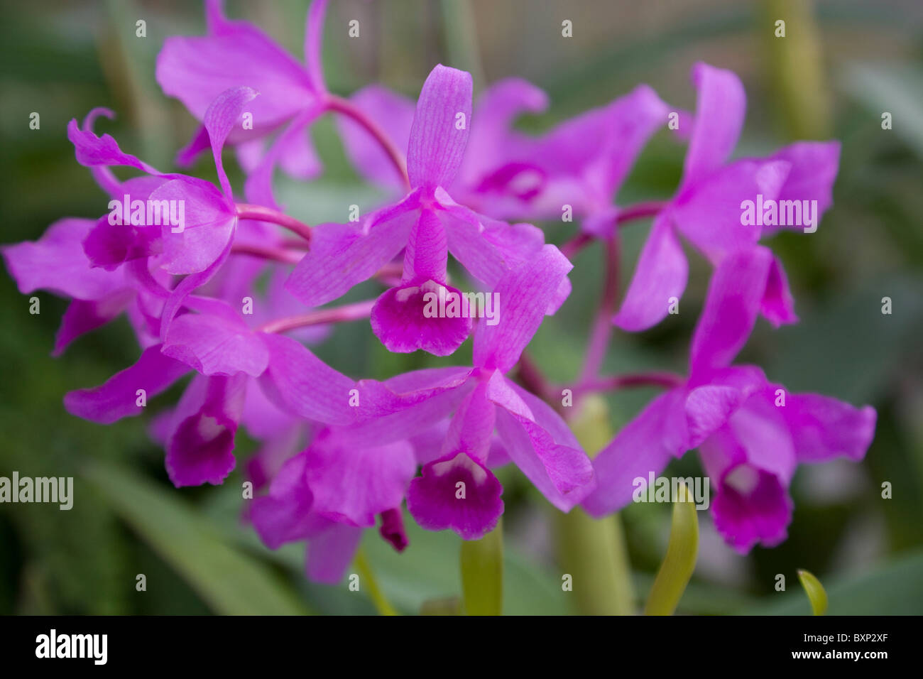 Cattleya Bowringiana Banque D'Images