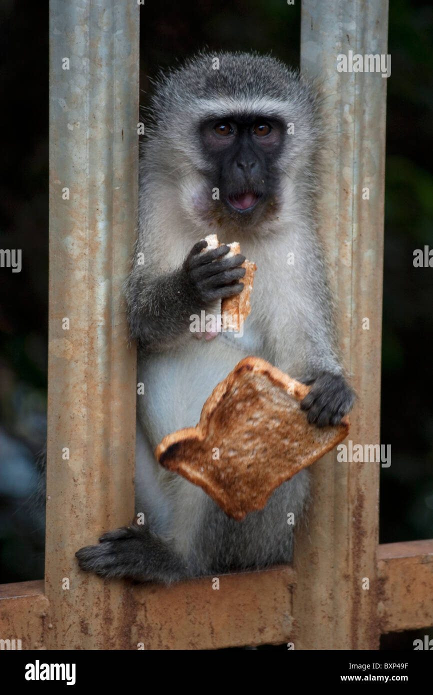 Un singe (Chlorocebus pygerythrus) eating toast volés à Durban, le KwaZulu-Natal Banque D'Images