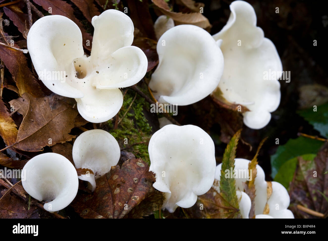 Pleurocybella porrigens (ailes d'Ange) croissant à l'automne dans la Columbia River Gorge, Oregon. Banque D'Images