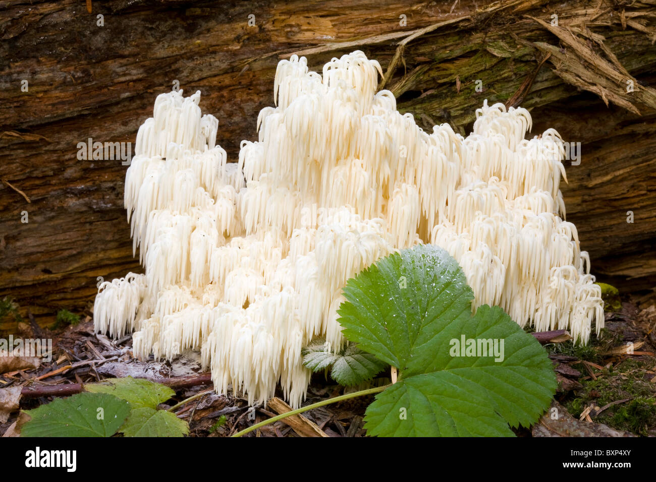 Une image d'Ours (tête, un Hericium abietis) champignons sauvages comestibles. Banque D'Images