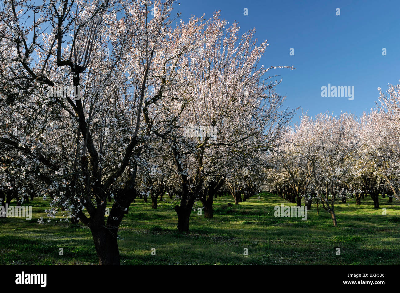 La vallée centrale de Californie, vergers d'amandiers Lathrop début du printemps fleur arbre fleur commerce opération commerciale Banque D'Images
