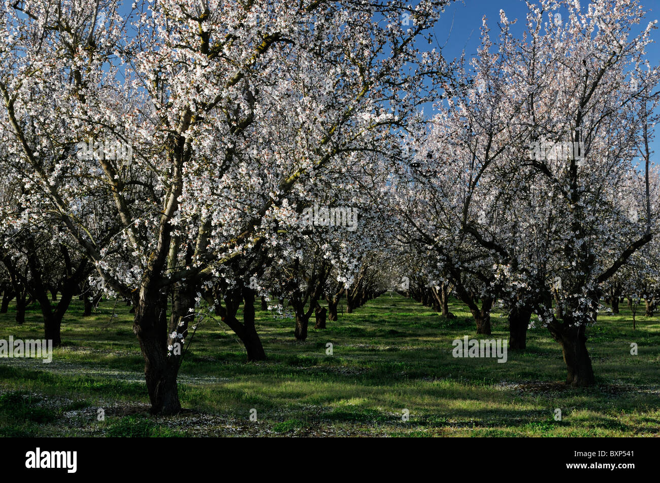 La vallée centrale de Californie, vergers d'amandiers Lathrop début du printemps fleur arbre fleur commerce opération commerciale Banque D'Images