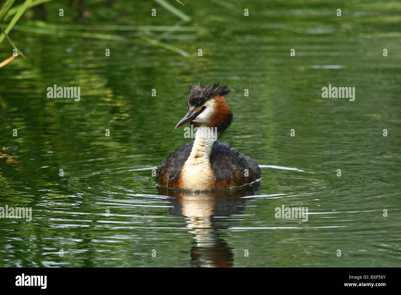 Grèbe huppé (Podiceps cristatus) plumage d'été - Banque D'Images