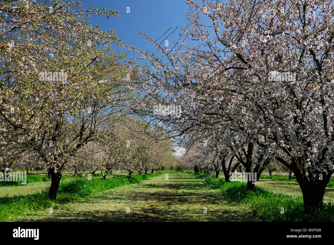 La vallée centrale de Californie, vergers d'amandiers Lathrop début du printemps fleur arbre fleur commerce opération commerciale Banque D'Images