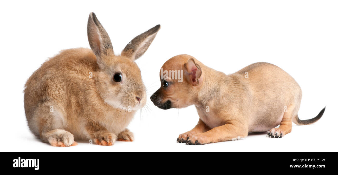 Chihuahua chiot jouer avec un lapin in front of white background Banque D'Images