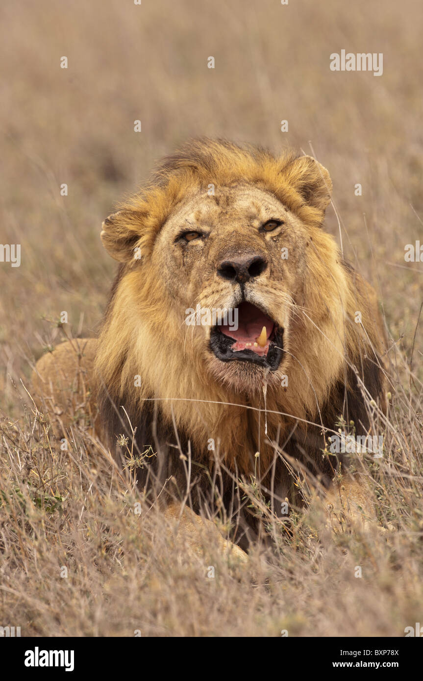 Stock photo d'un lion mâle pose dans l'herbe séchée et roaring Banque D'Images