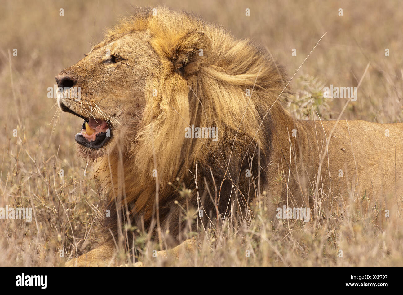 Stock photo d'un lion mâle pose dans l'herbe séchée et roaring Banque D'Images