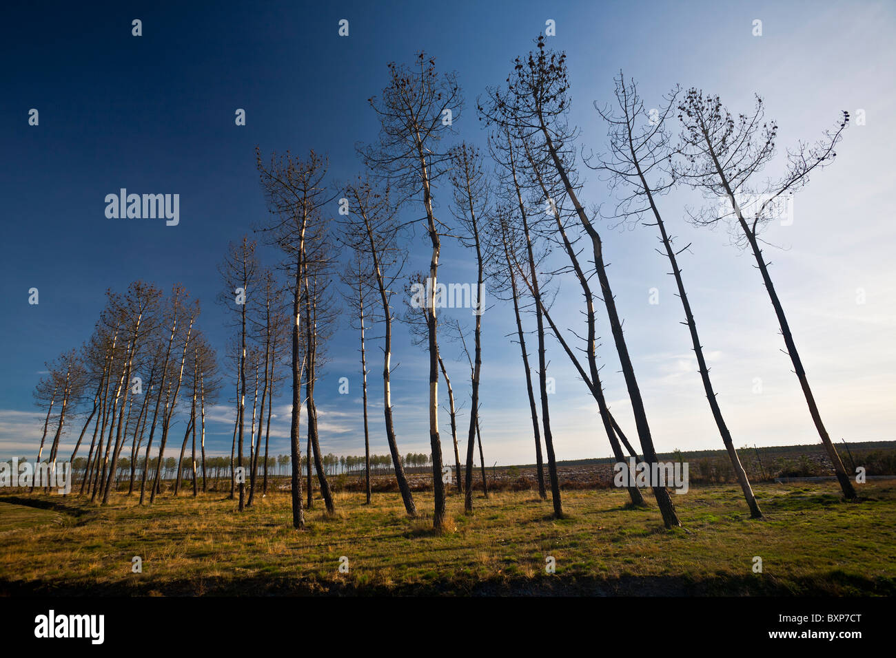 Les arbres de pins morts derrière les attaques en six épines engraver (Landes - France). Pins morts après attaque par des scolytes. Banque D'Images