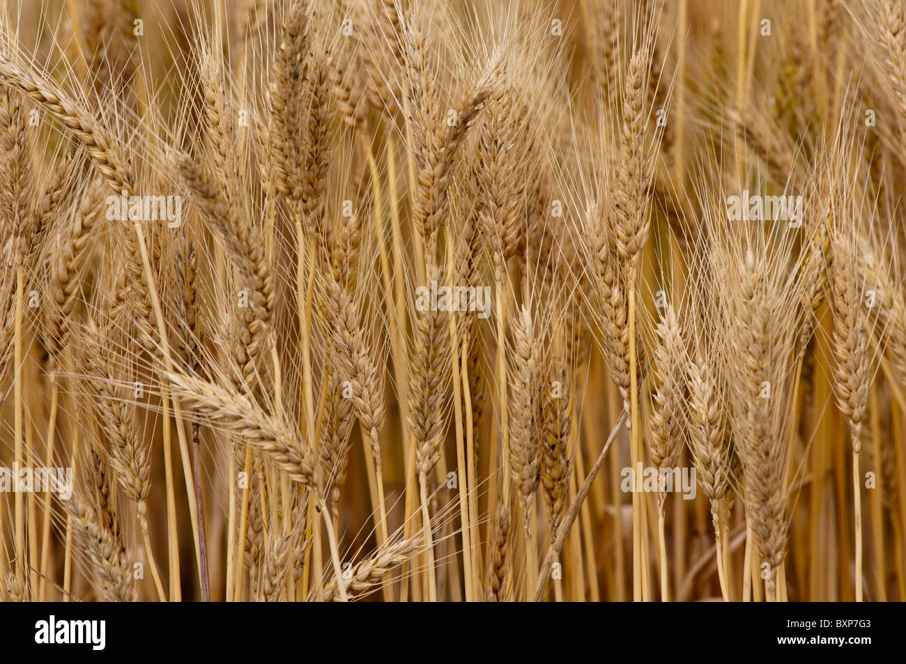 Maturation du blé prêt pour la récolte Banque D'Images