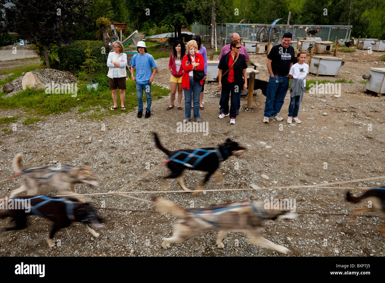 Alaska, Grand Lac, Happy Trails chenil. Martin Buser chenil donnant des visites de touristes en visite. Banque D'Images