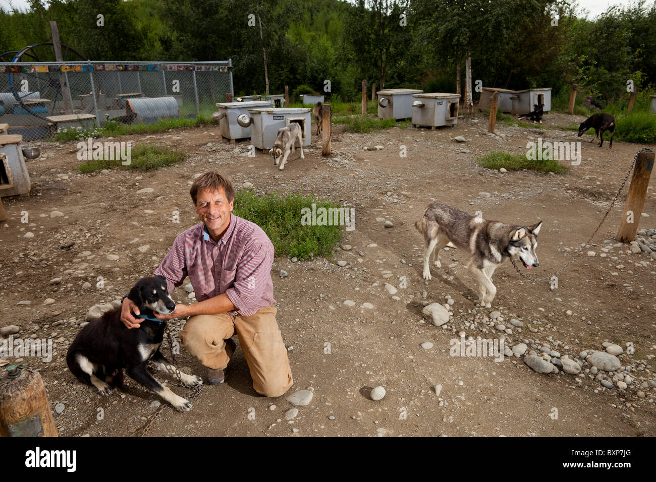 Alaska, Grand Lac, Happy Trails chenil. Martin Buser à son domicile. Banque D'Images